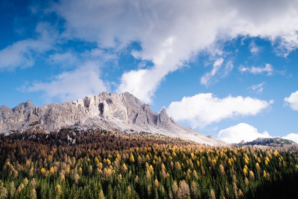 mountains and wheat fields during daytime