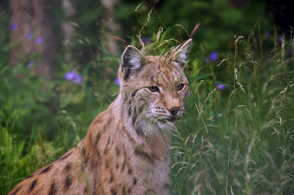 brown leopard in grass field during dayttime