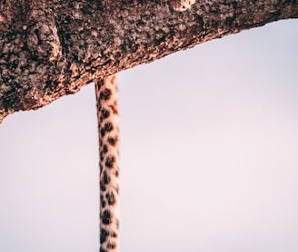 closeup photography leopard on tree