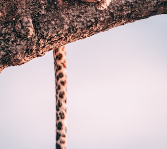 closeup photography leopard on tree