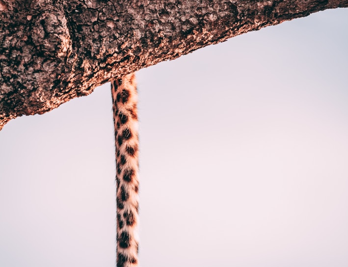 closeup photography leopard on tree