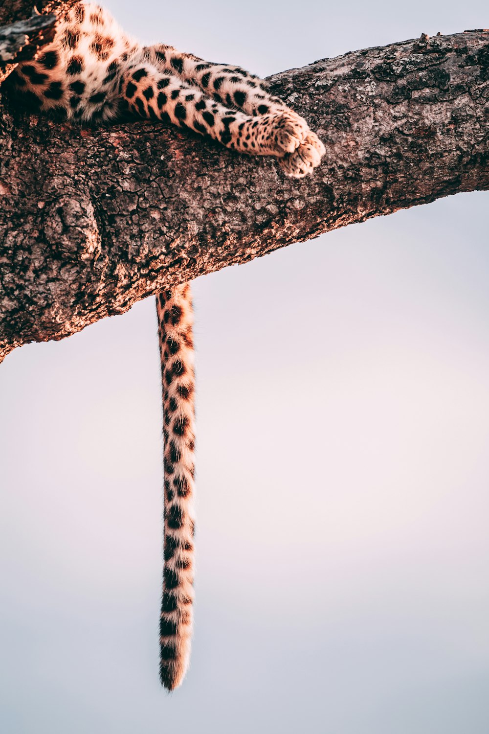 Fotografía de primer plano leopardo en el árbol