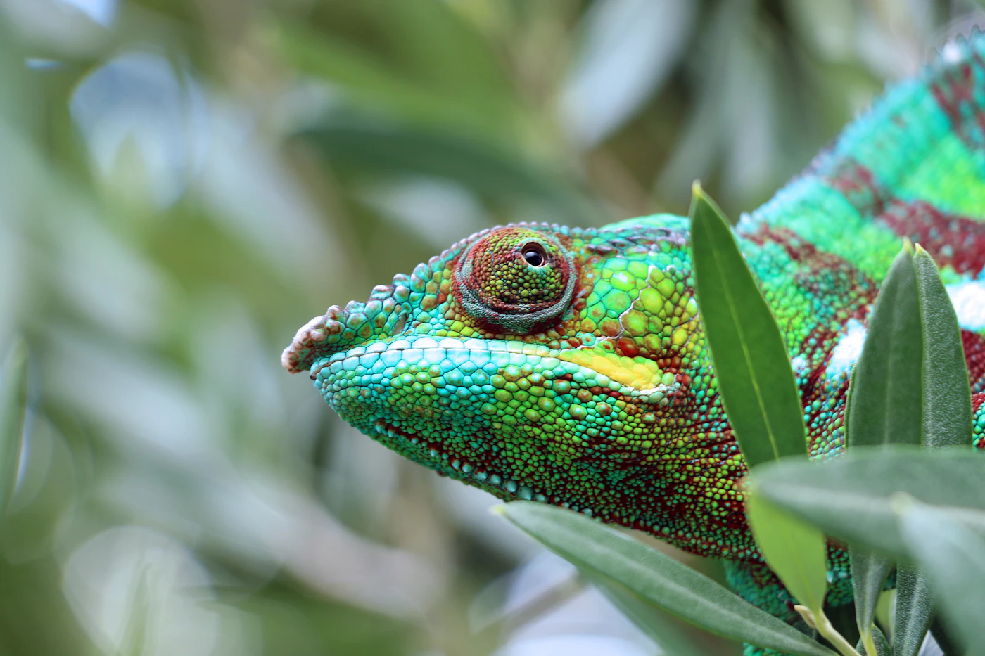 Camaleón de colores verdes posado en una rama