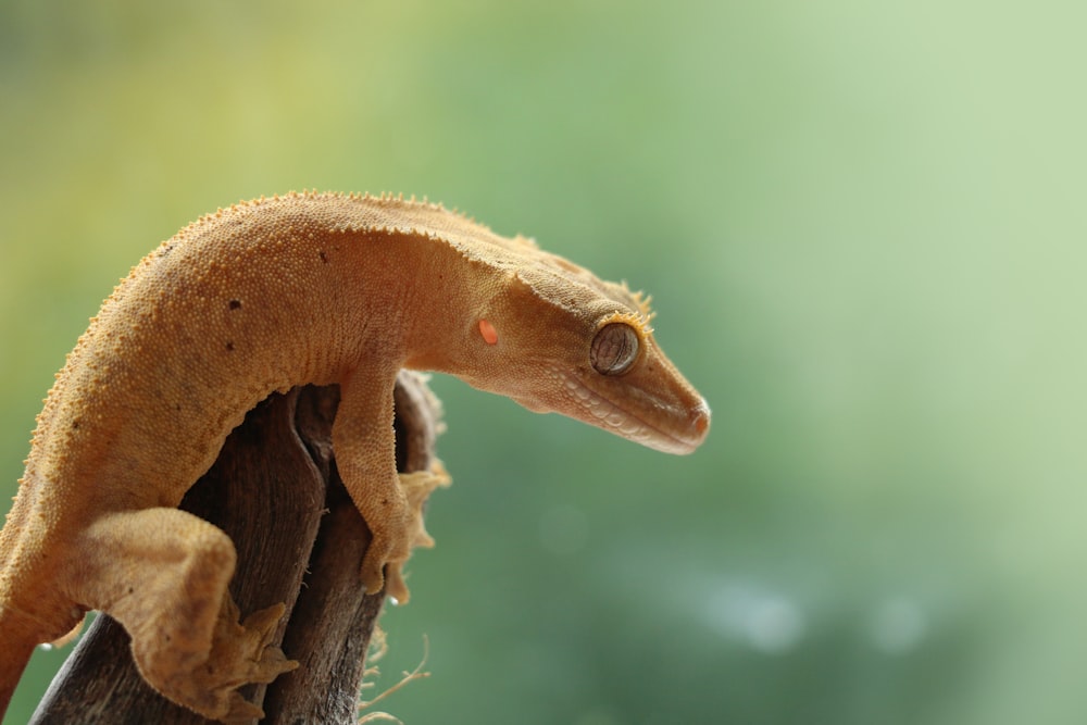 Photo mise au point d’un lézard brun