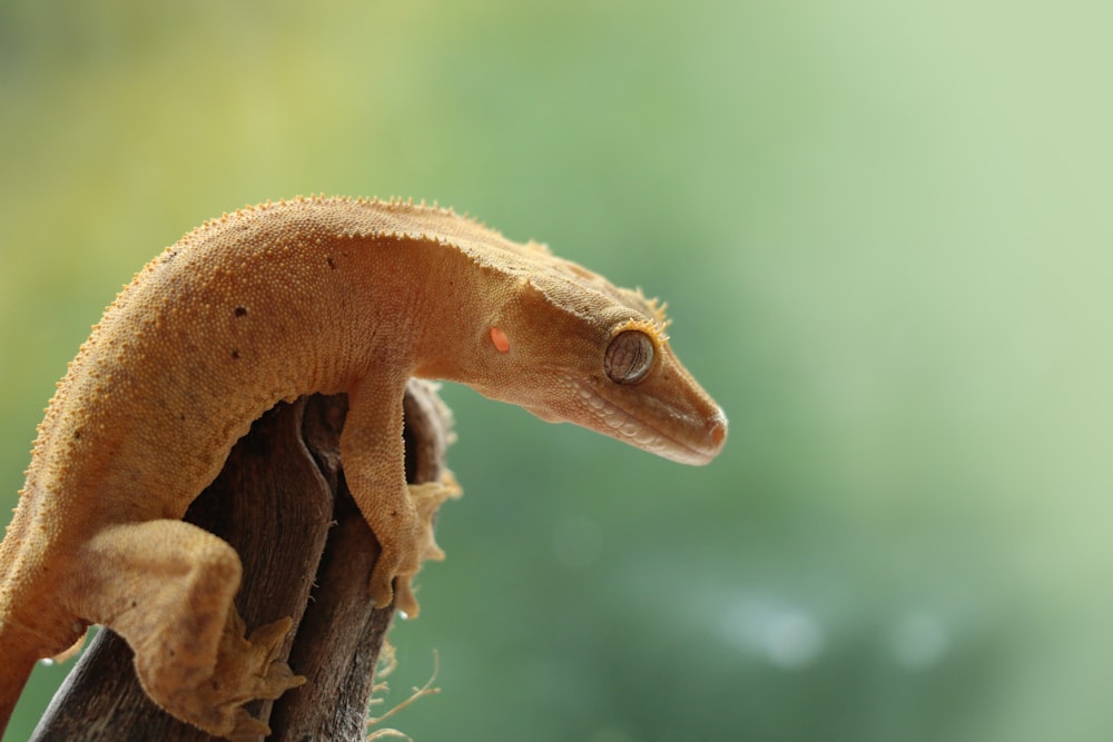Foto enfocada de un lagarto marrón