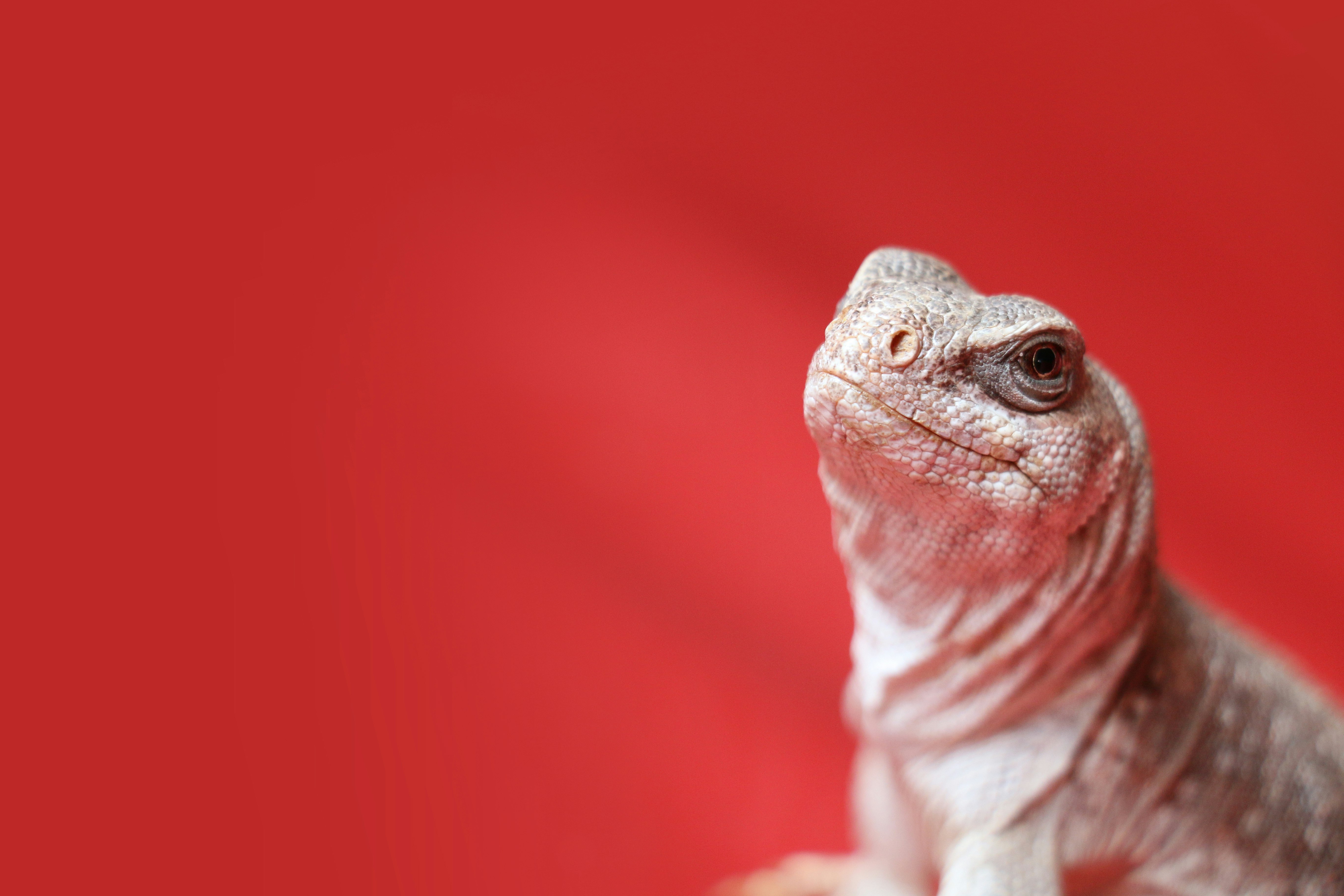 macro photo of white spotted lizard