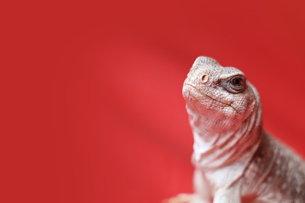 macro photo of white spotted lizard