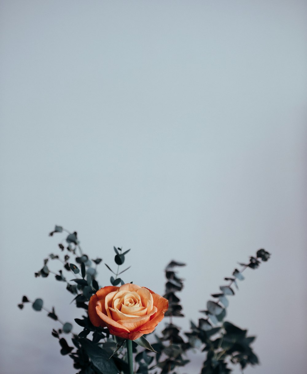 flor de rosa bege