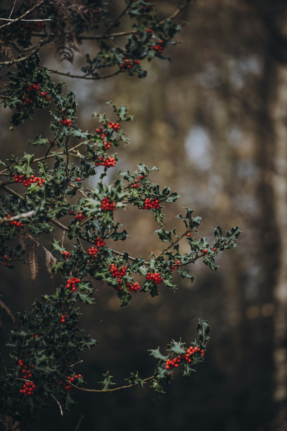 shallow focus photo of red fruit