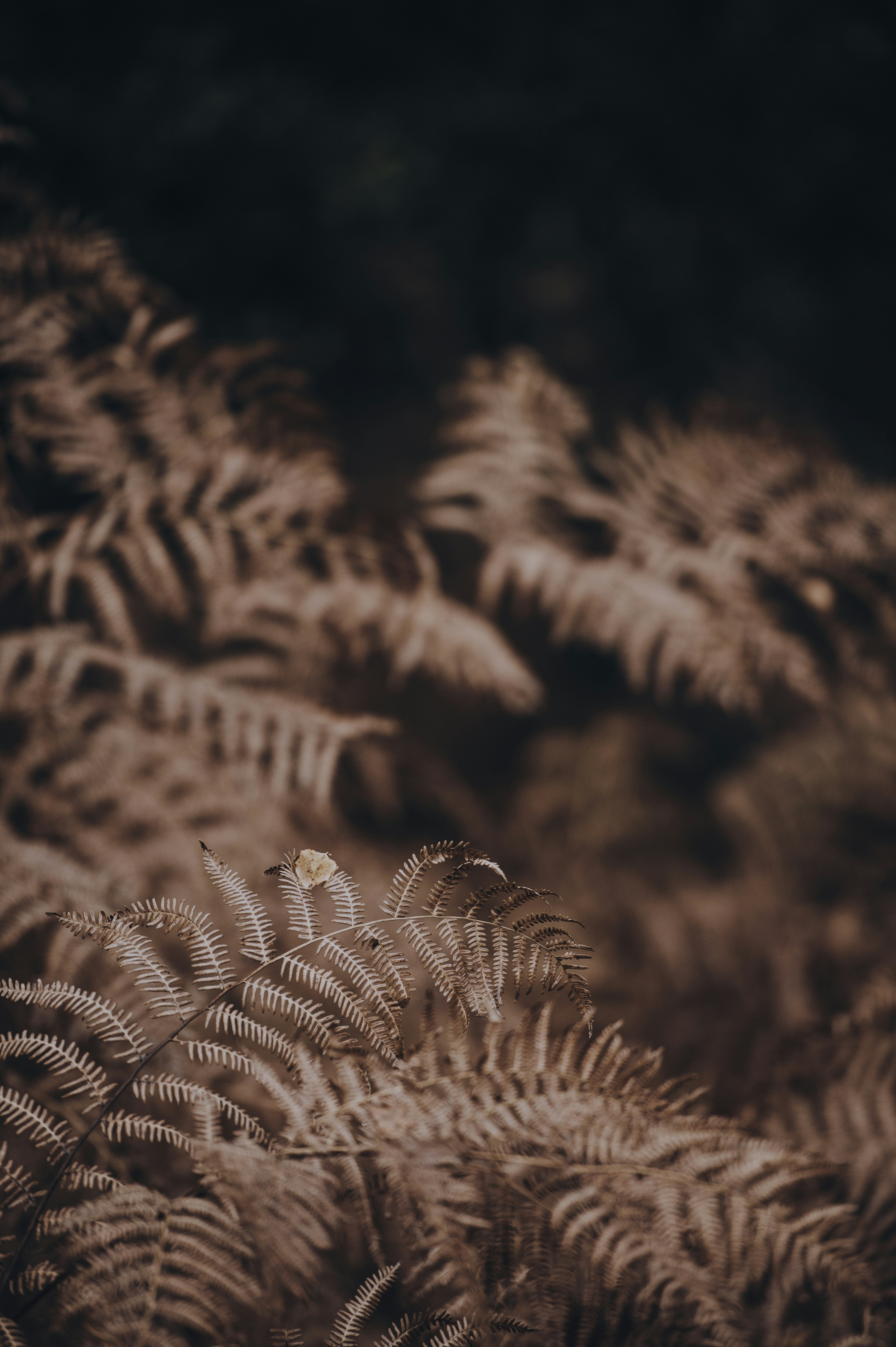 Photo by anniespratt