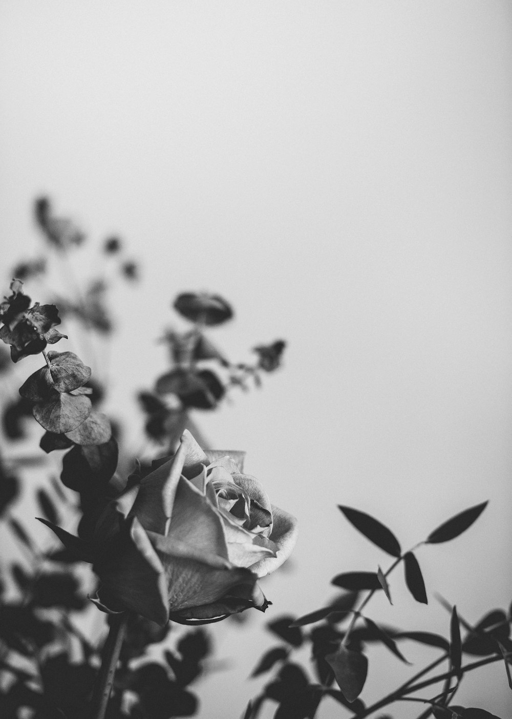 gray scale photo of rose flower