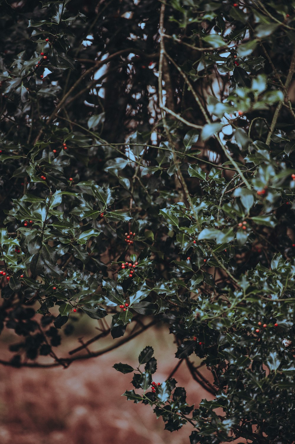 closeup photo of leafed plant