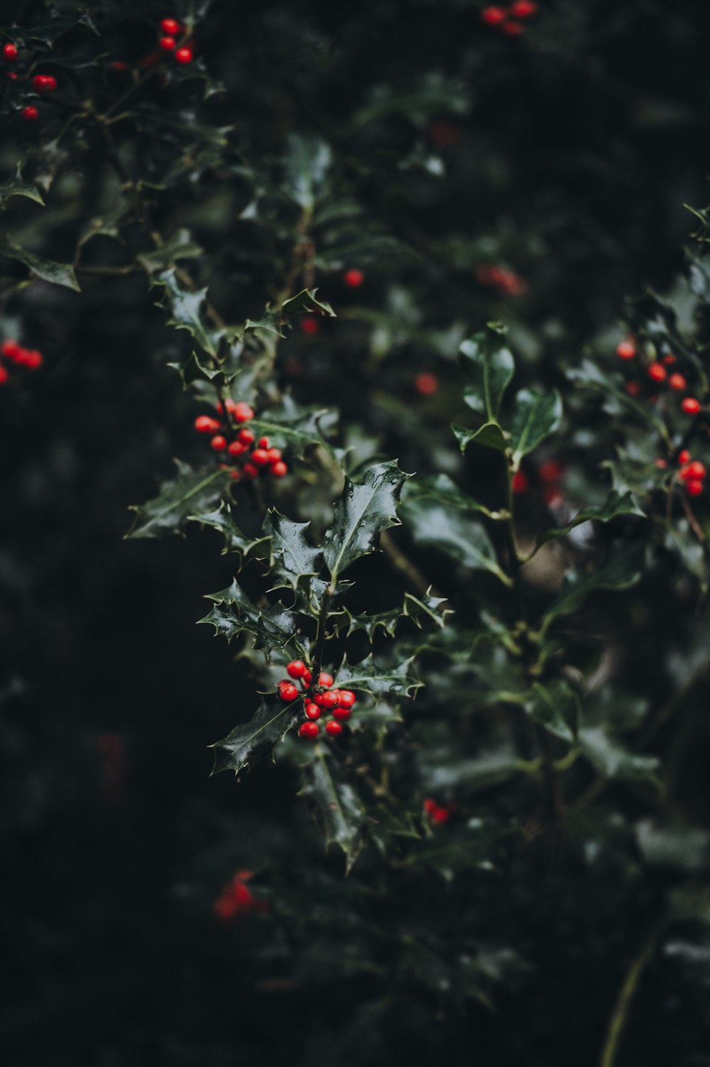 Fotografía de primer plano de frutos rojos