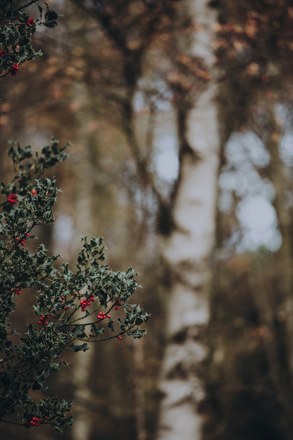 selective focus photography of green leafed plant with red cherry fruit