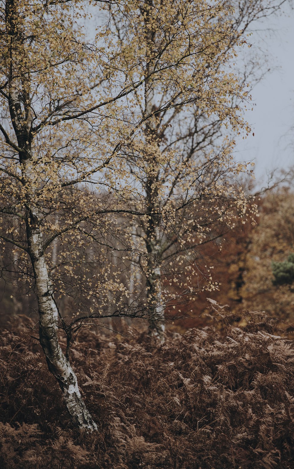 brown leaf trees