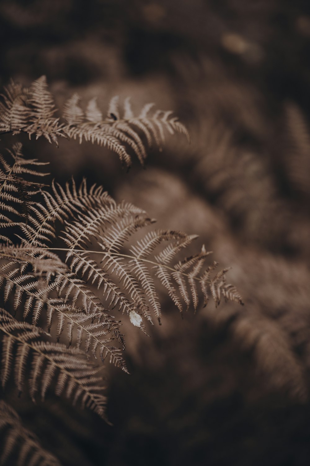 selective focus photography of leaves