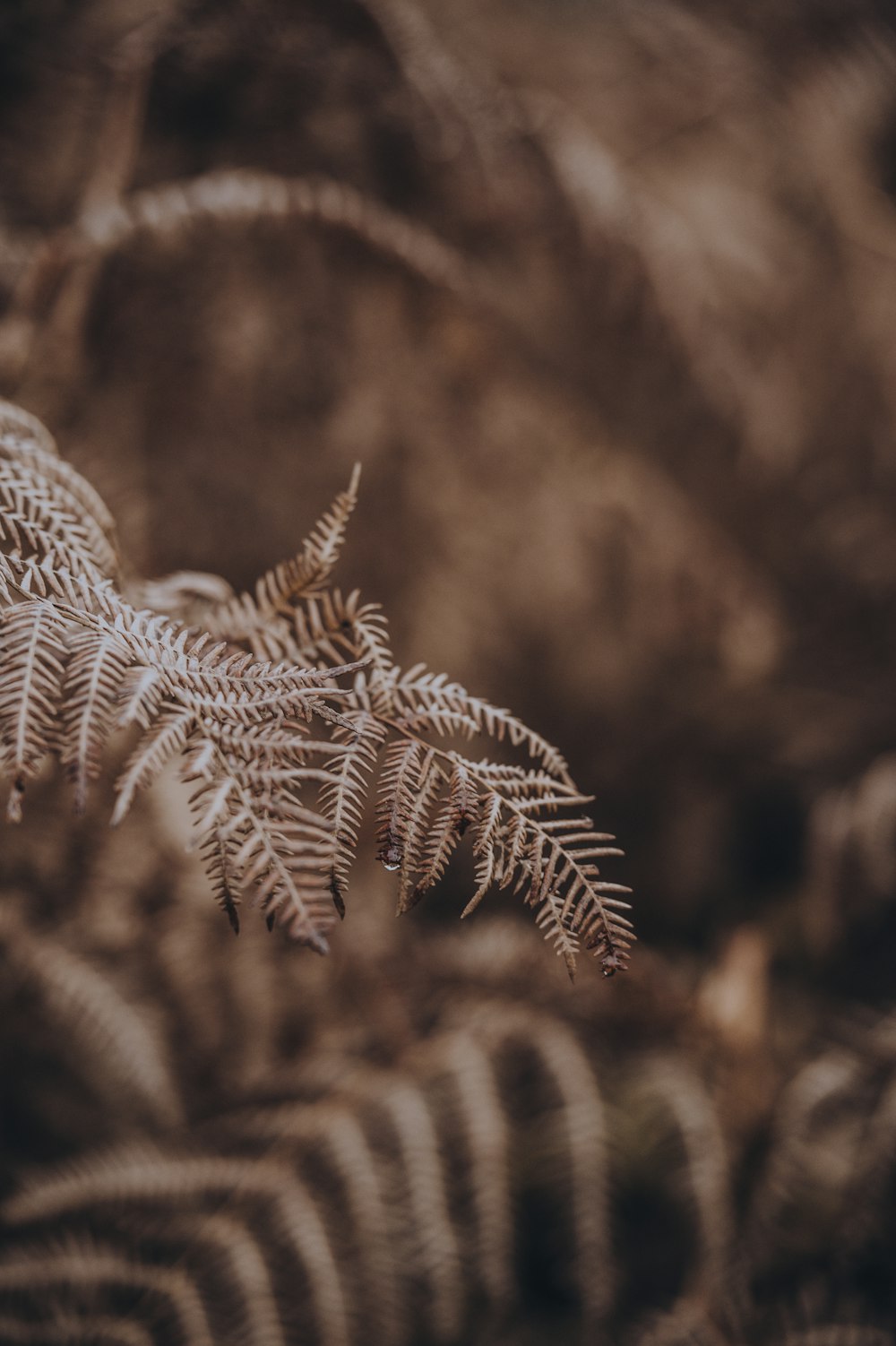 macro photography of fern