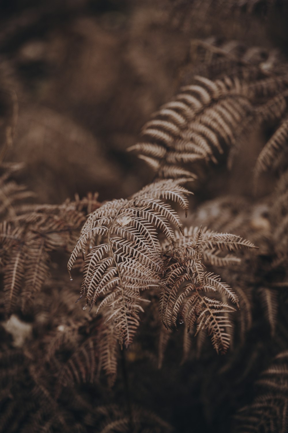 brown leaves in shallow focus shot