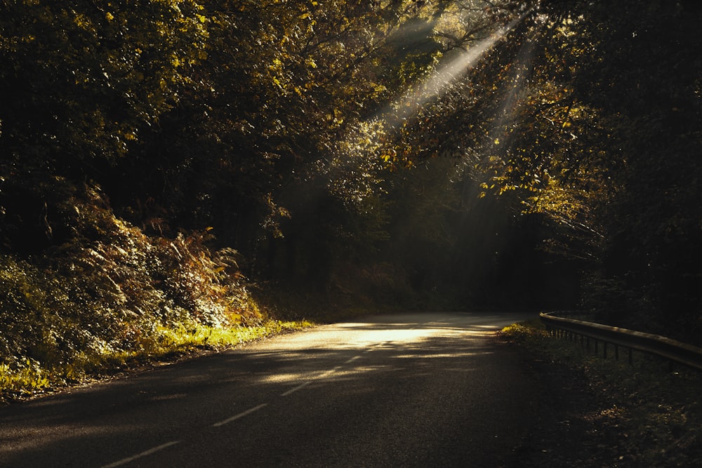 gray road surrounded by green trees