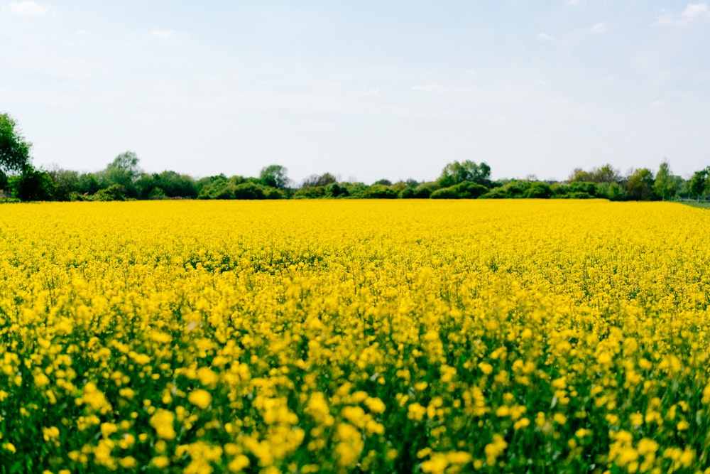 Campo de flores amarillas