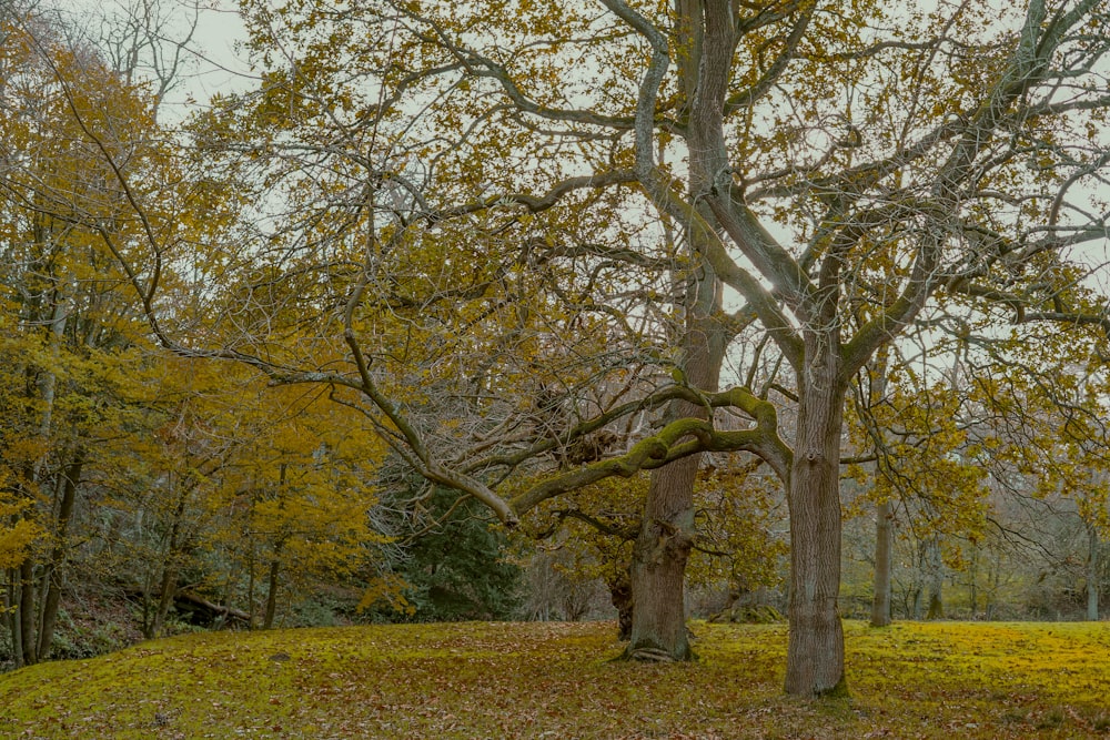 green-leafed trees