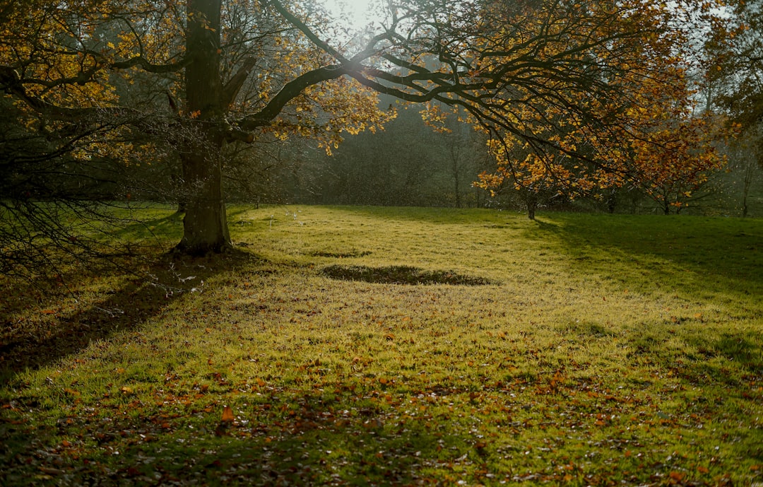 green-leafed tree during daytime