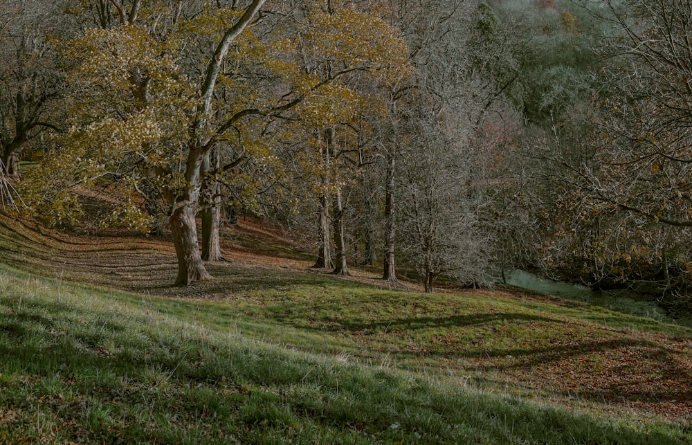 green trees