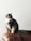 black and white cat on brown leather chair