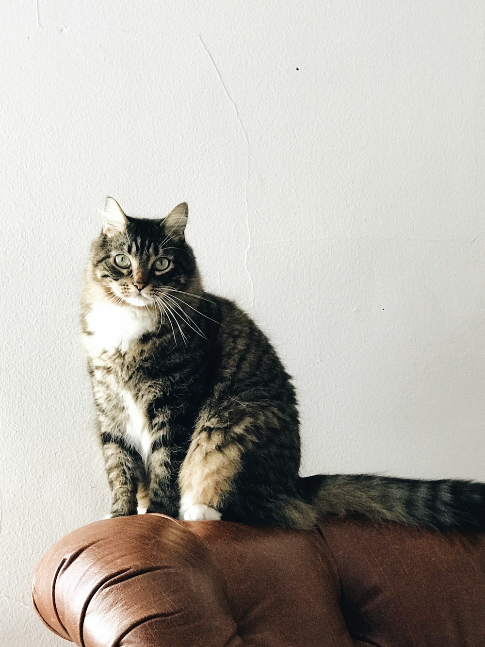 gato blanco y negro en silla de cuero marrón