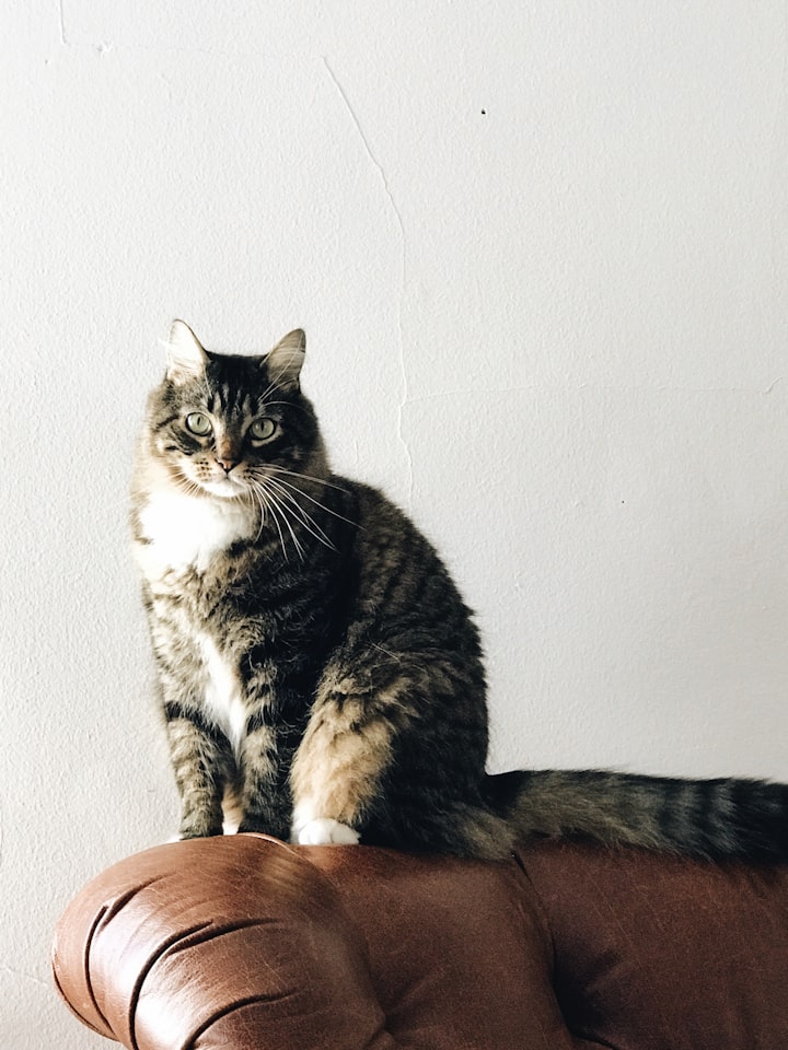 Furry Friends Forever: Chronicles of Me and My Cat, Papi