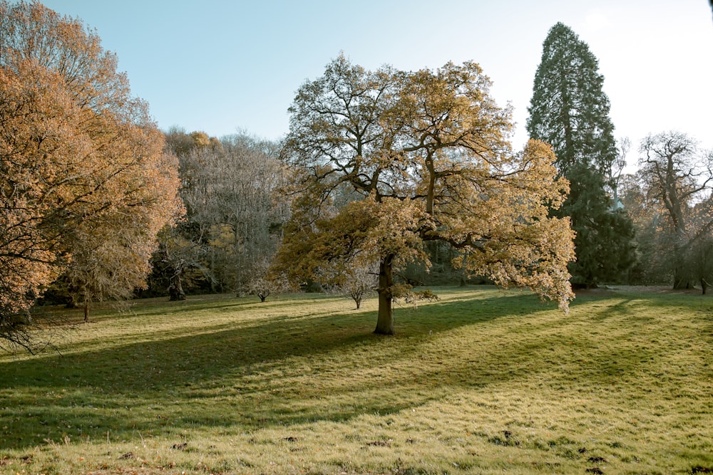 green leafed trees near plants