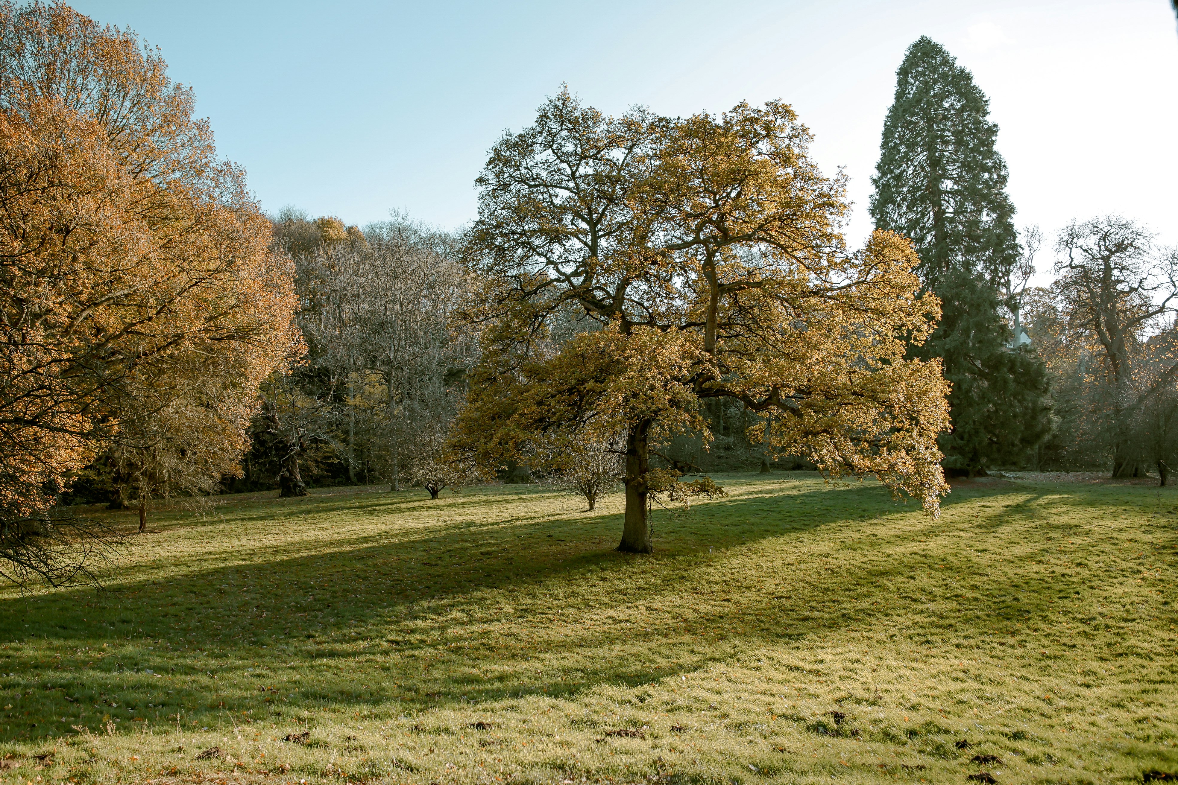 green leafed trees near plants