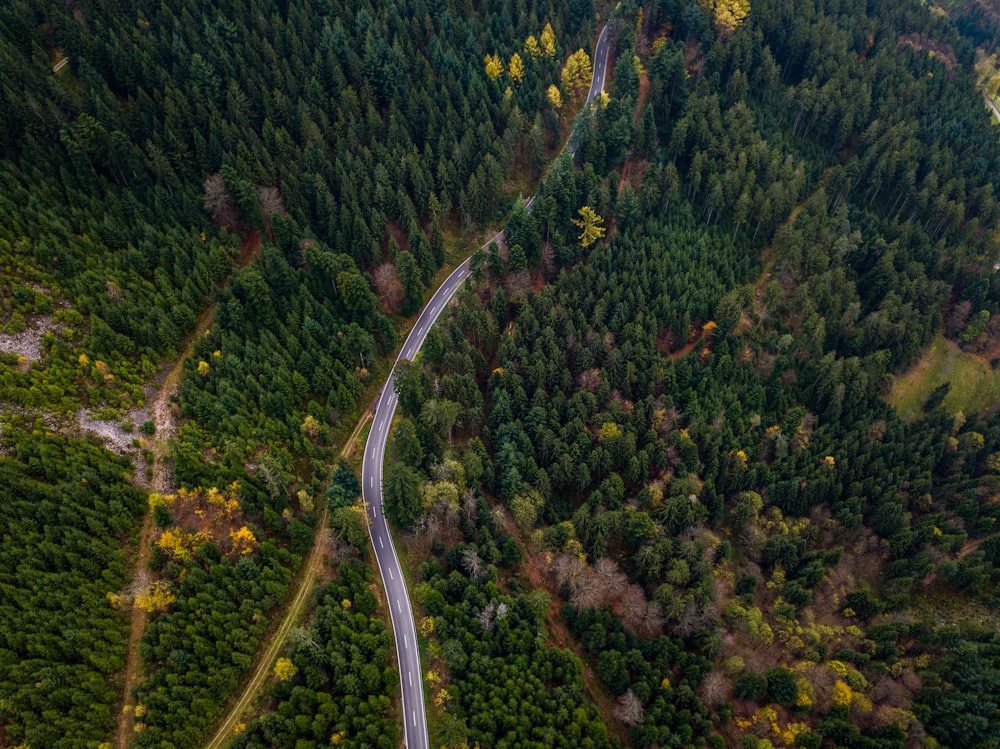 bird's eye view forest