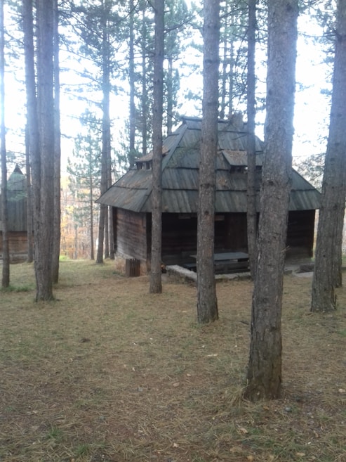 A rustic wooden cabin nestled among tall pine trees. The cabin has a sloped, weathered roof and appears slightly obscured by the dense forest. Sunlight filters through the branches, casting dappled shadows on the ground. The scene conveys a sense of seclusion and tranquility.