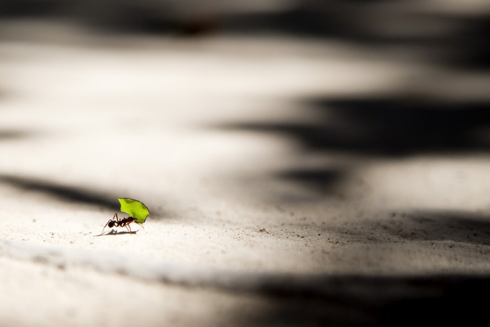 ant bite carrying leaf