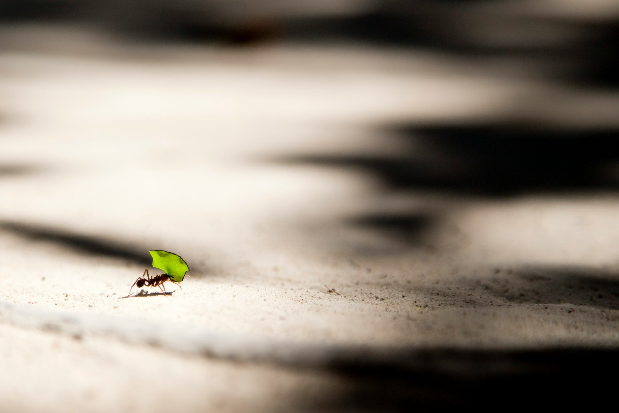 An ant carries a leaf across an otherwise-deserted concrete floor.