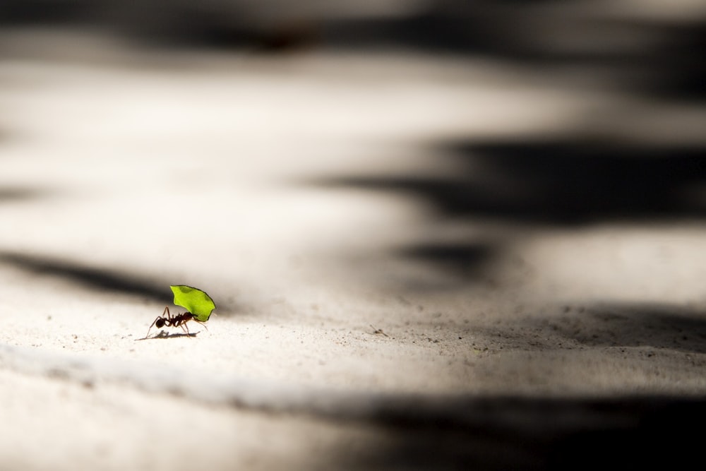 개미 물린 나르는 잎