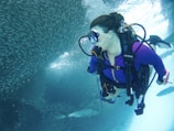 A scuba diver is underwater next to a large school of fish, wearing a purple wetsuit and dive equipment including an air tank and mask. Sunlight filters through the water, creating a serene and vibrant underwater scene.