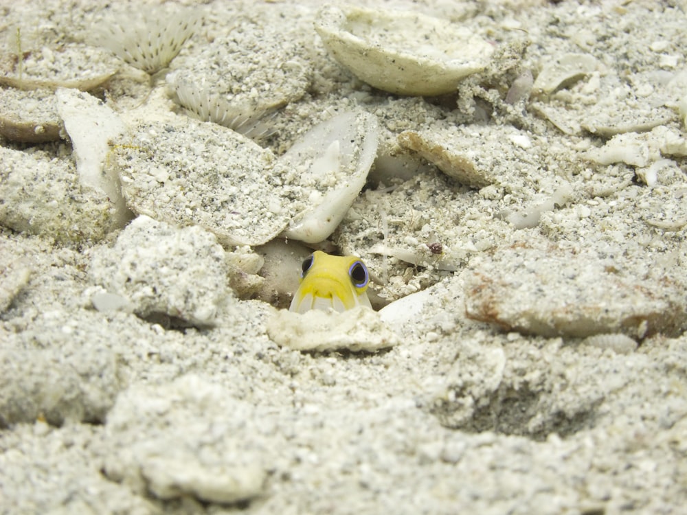 yellow and white frog on sand