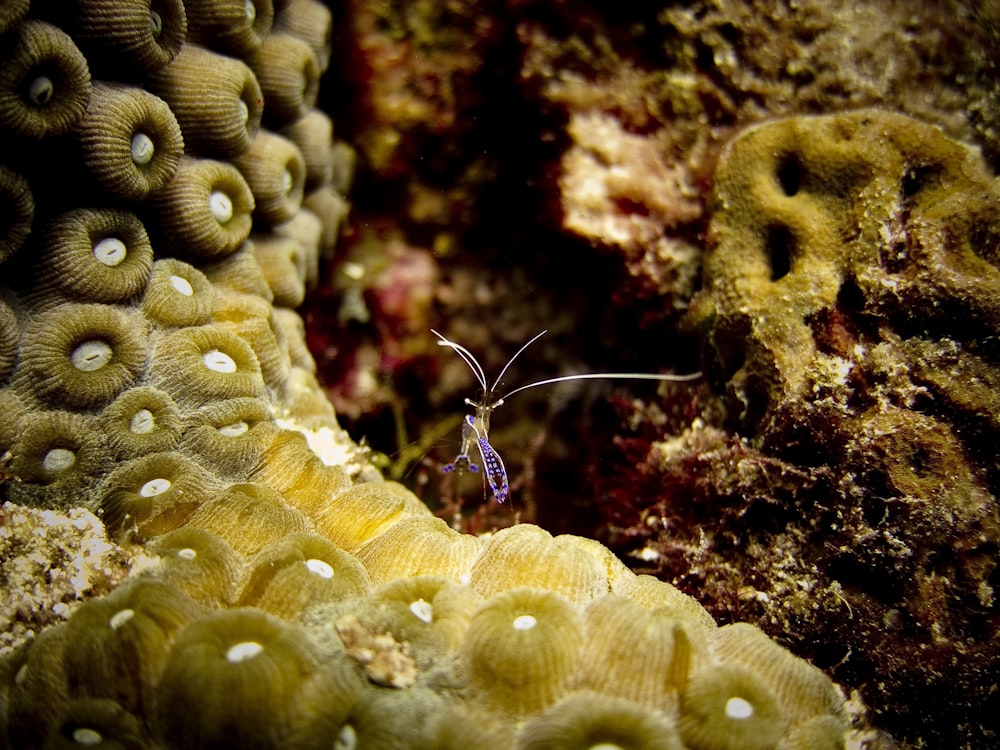 insecte bleu et vert sur plante jaune