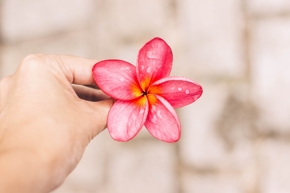 person holding pink 5-petal flower