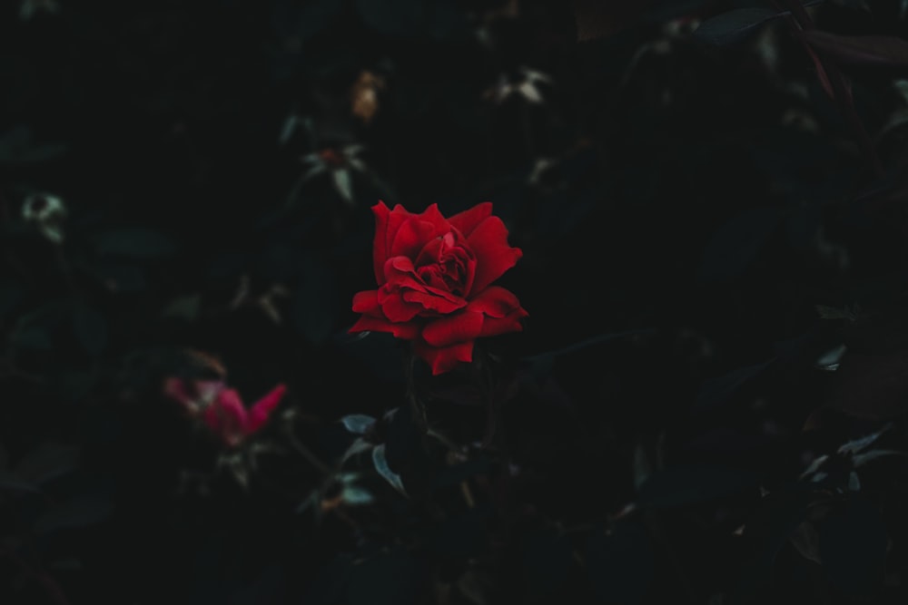 빨간 꽃잎 꽃 근접 촬영 사진