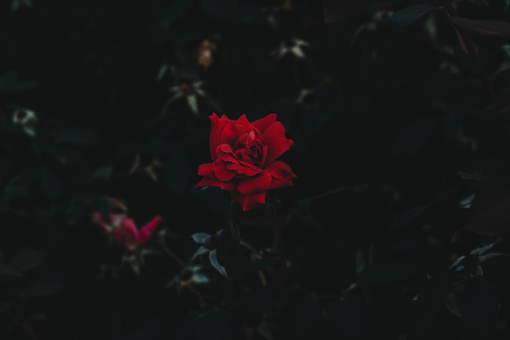 red petaled flower closeup photo