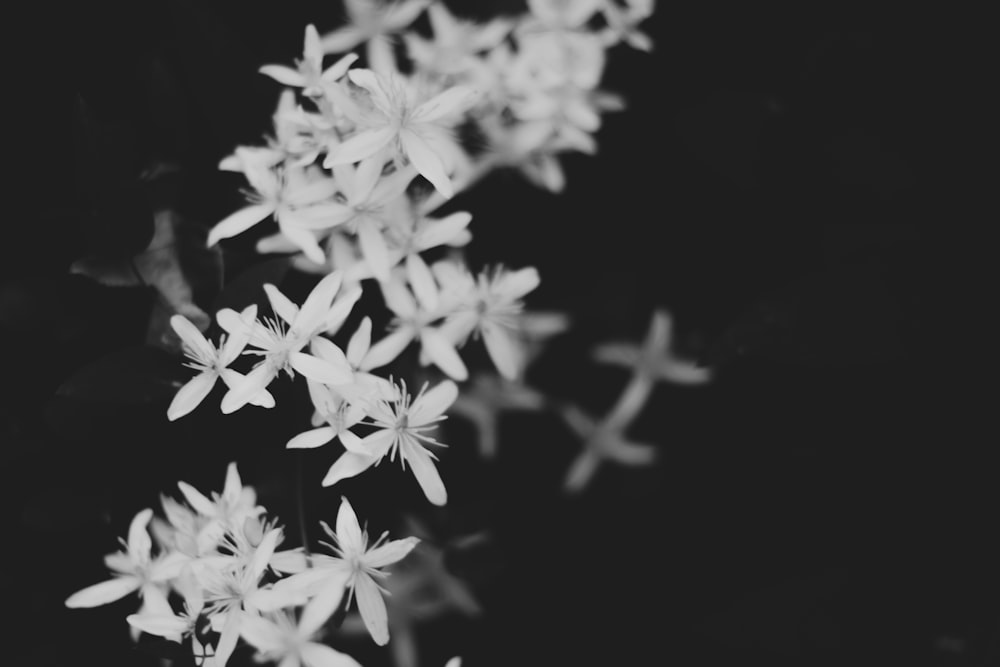 grayscale photography of petaled flowers