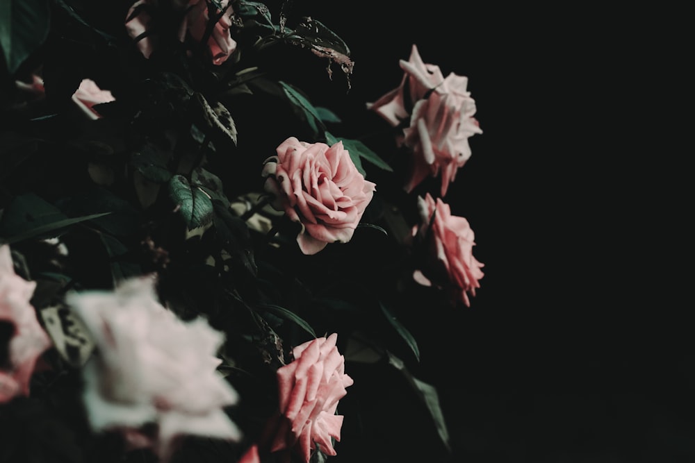핑크 장미 꽃의 선택적 초점 사진