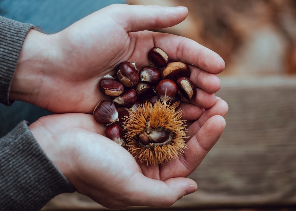 person holding brown and red beans