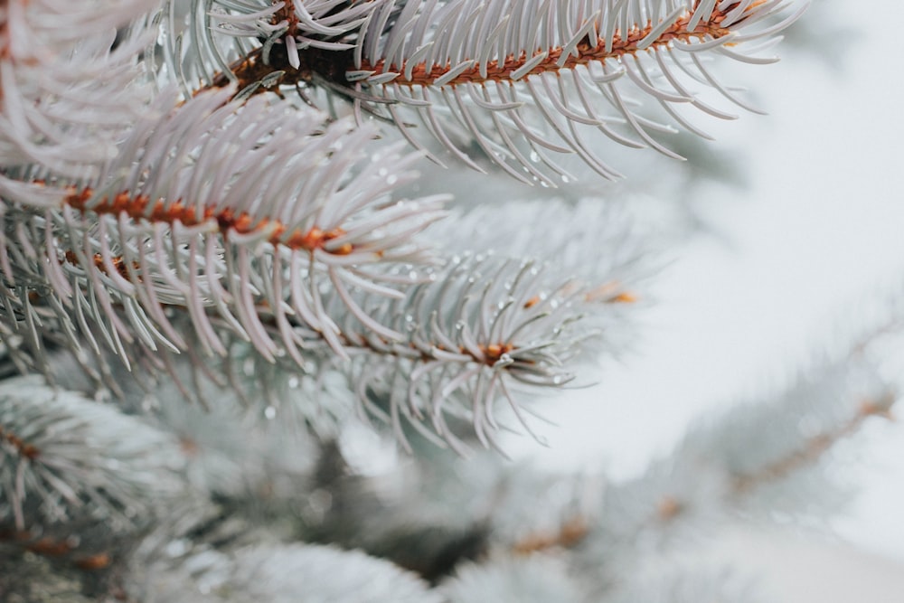 white leafed tree