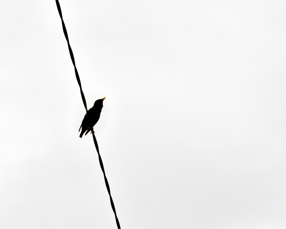 black bird on black wire