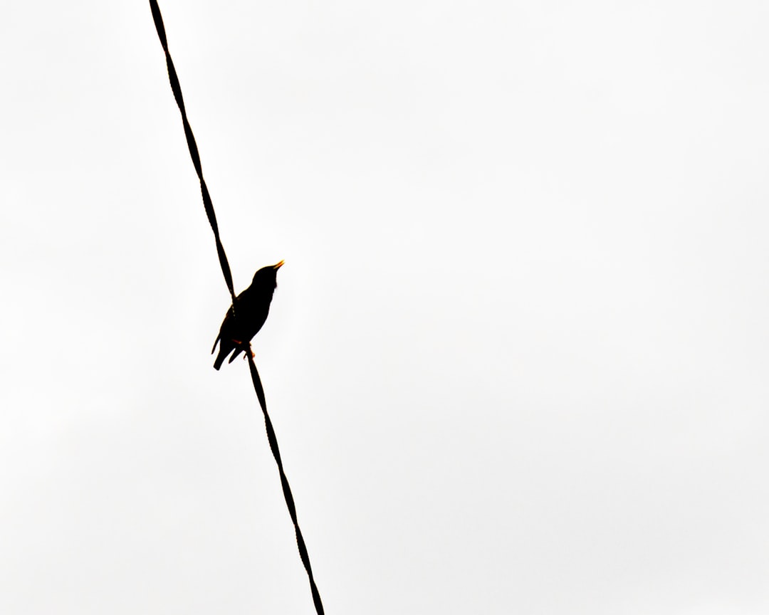  black bird on black wire black bird