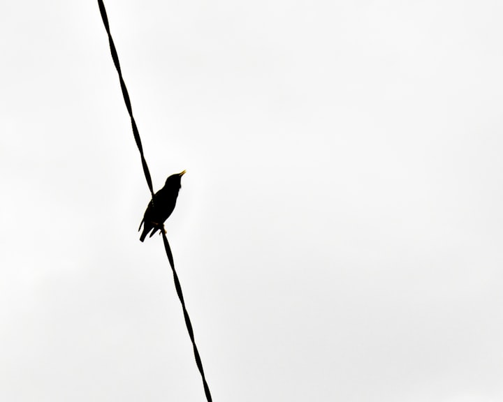 The Broken Wings of a Little Blackbird